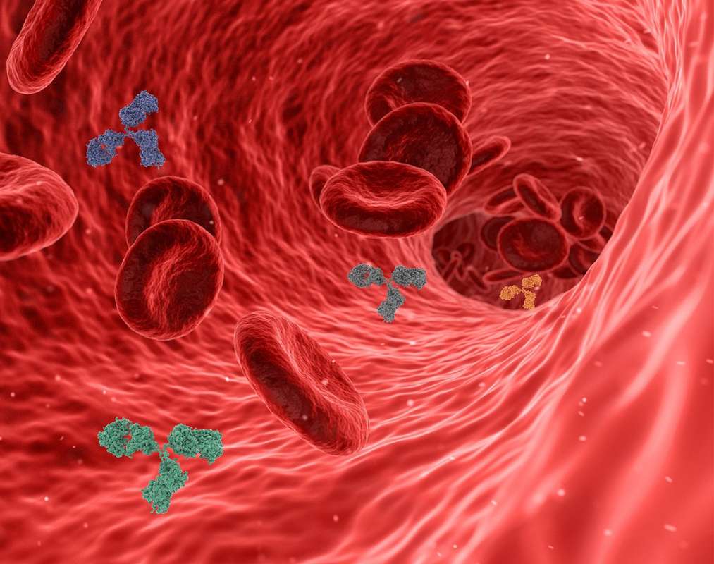Custom Polyclonal Antibody Production Services